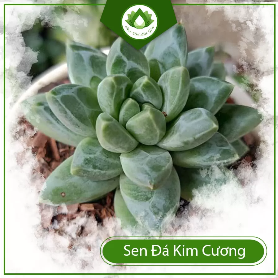 Sen đá kim cương